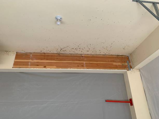 Best Crawl Space Mold Remediation  in Gladstone, MO